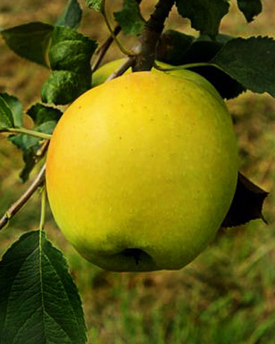 Beličnik